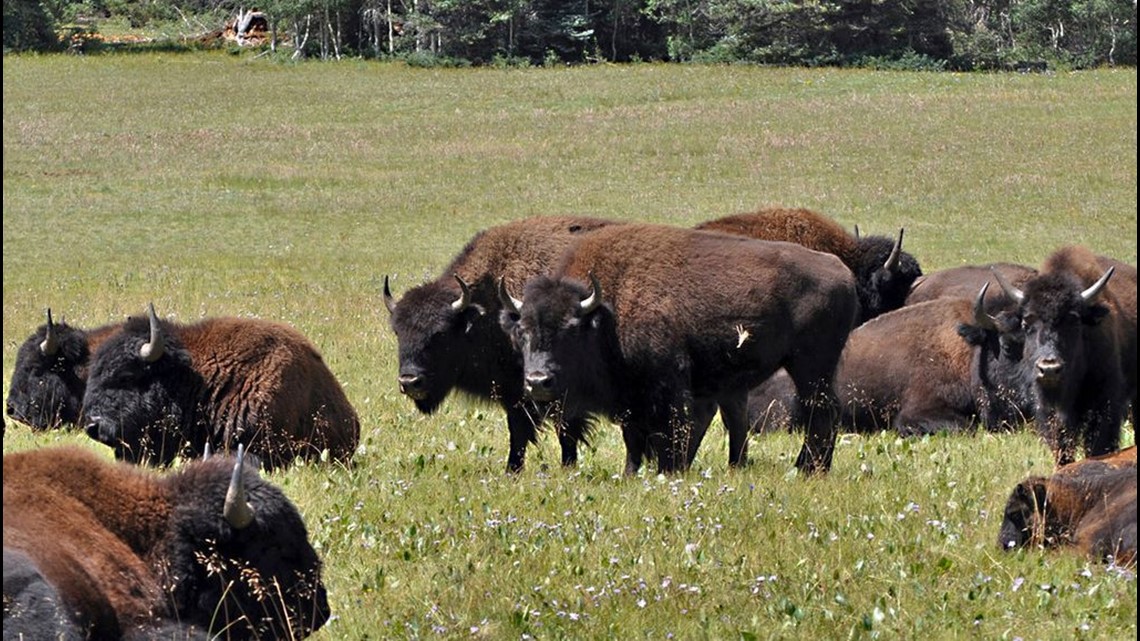 2 pengunjung ditanduk bison dalam 3 hari di Yellowstone