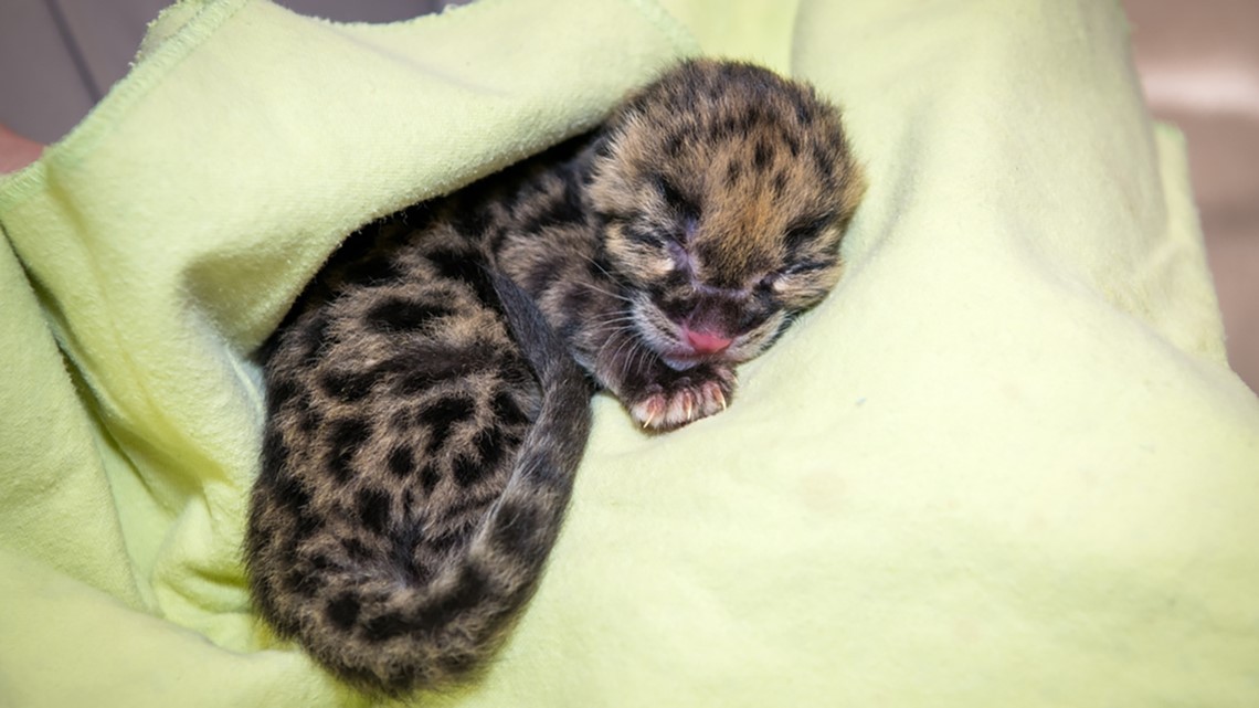 cute clouded leopard cubs