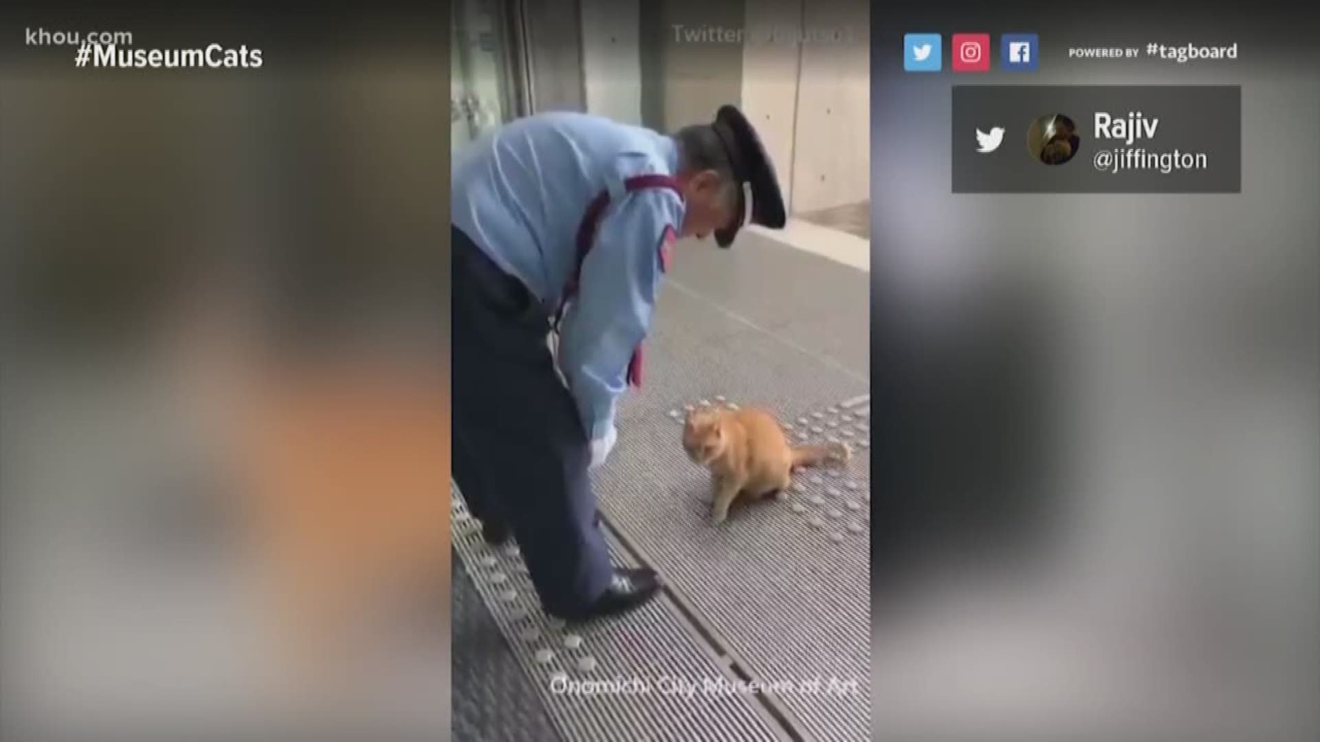 Some curious cats were craving some culture when they tried to get into a museum in Hiroshima.