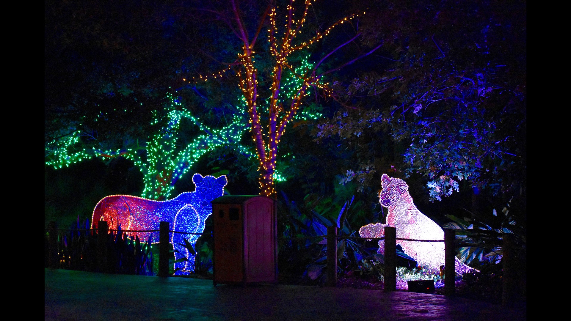 Houston Zoo Light Photos