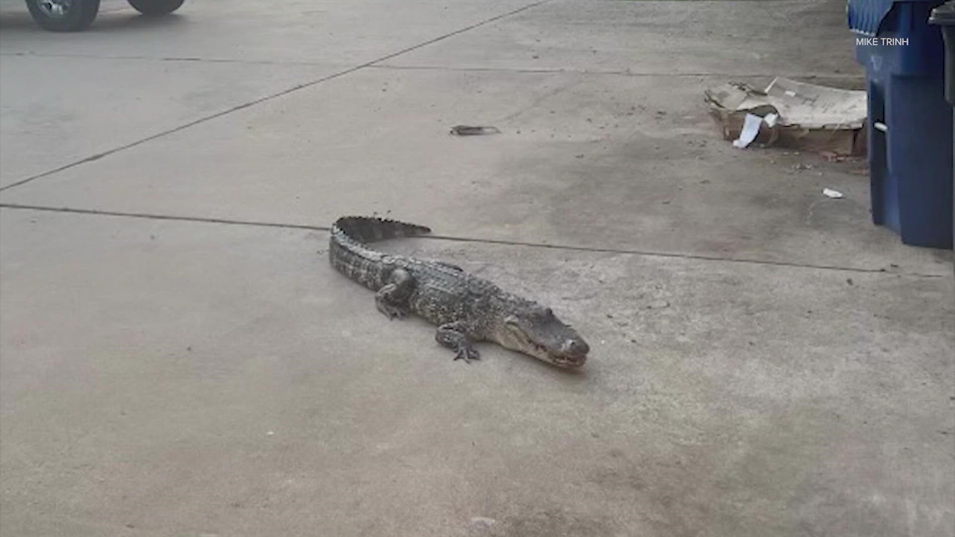 When Mike Trinh's daughters went outside to get in the car, they realized a gator was in the driveway blocking their path. No worries. Dad to the rescue!