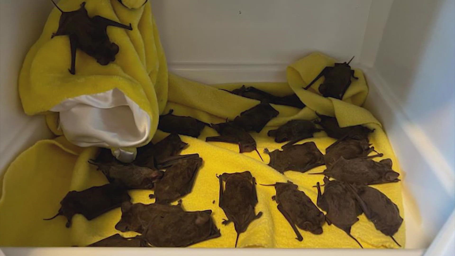 Experts with the Humane Society are working to "bat-proof" the area by adding rubber padding to soften their falls.