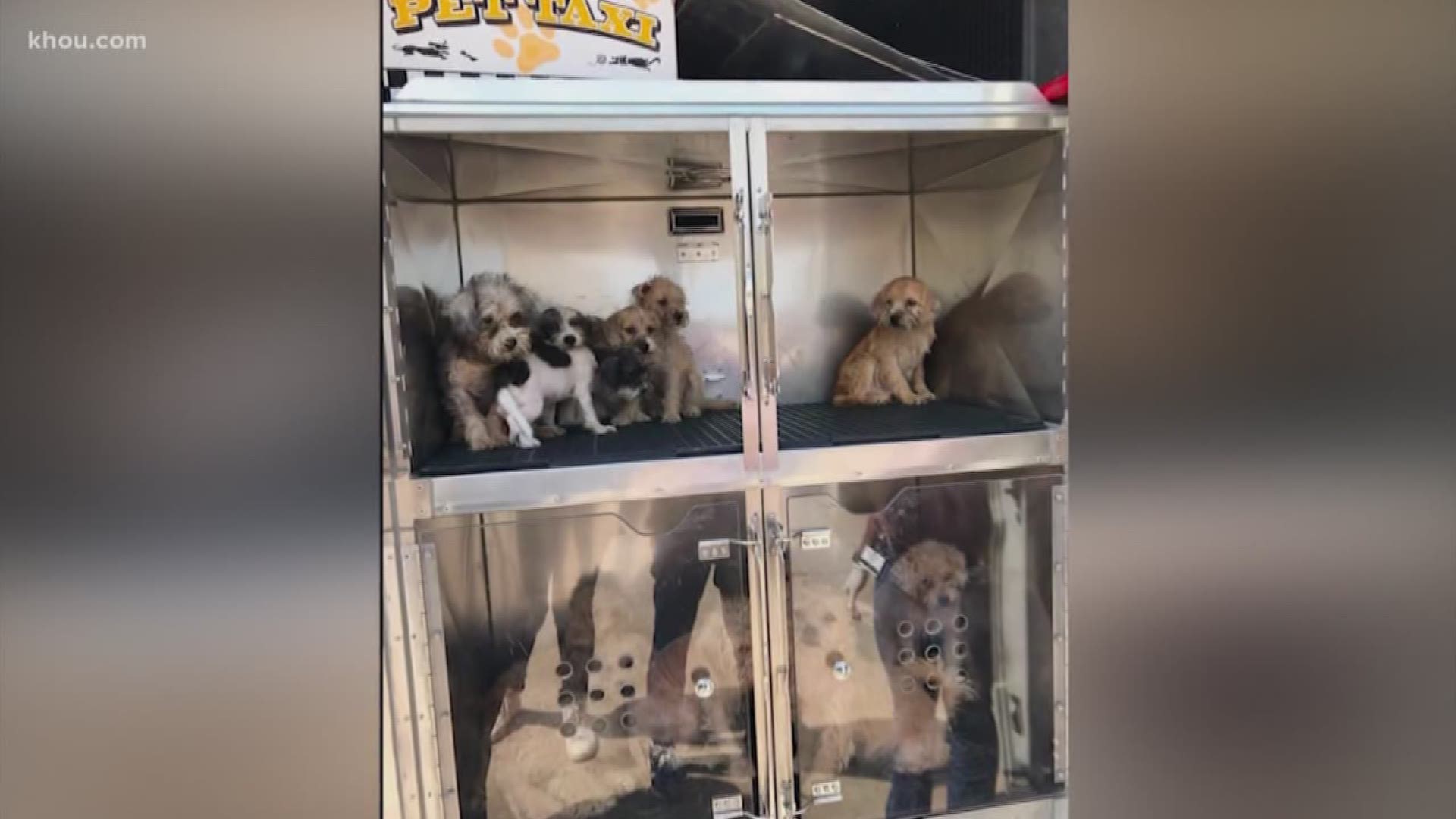 The Houston Humane Society is caring for 33 small dogs surrendered to the Harris County Animal Cruelty Taskforce from alleged case of hoarding.