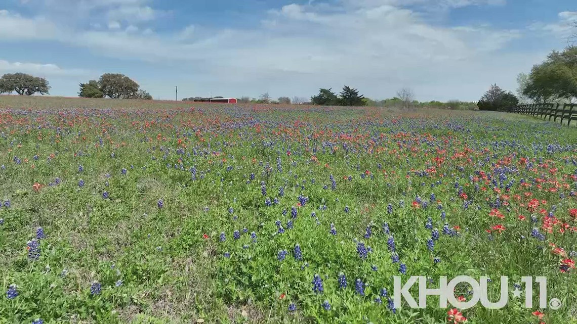 in full bloom at Permavista Ranch in Brenham