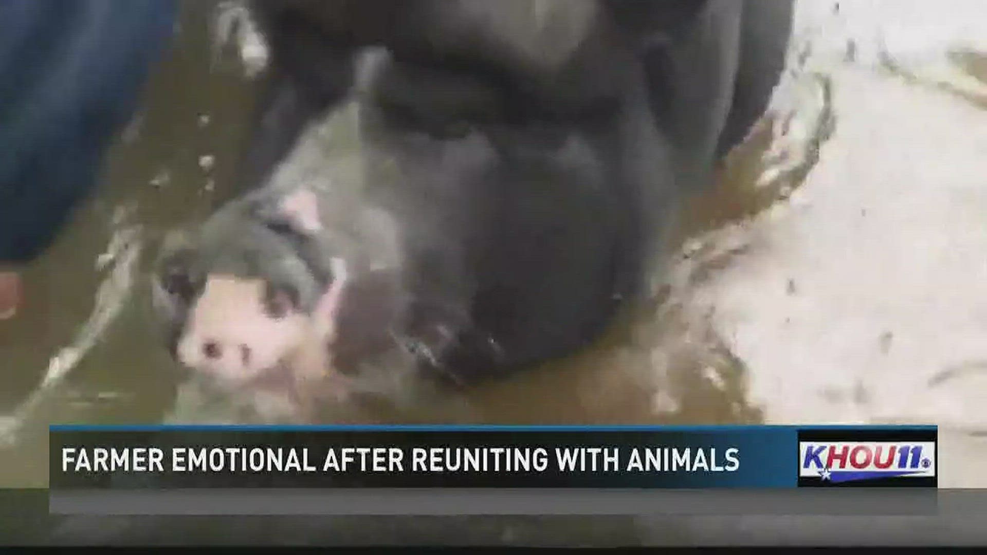 Days after Hurricane Harvey, a Texas farmer had an emotional reunion with his farm animals.