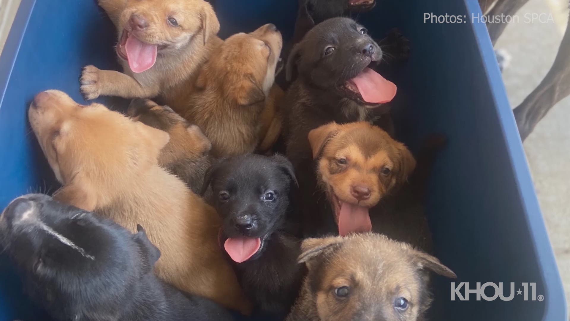 The Houston SPCA is now caring for 11 puppies and a momma dog who were found left in a box and tied up in the Texas heat and humidity on Wednesday, the organization