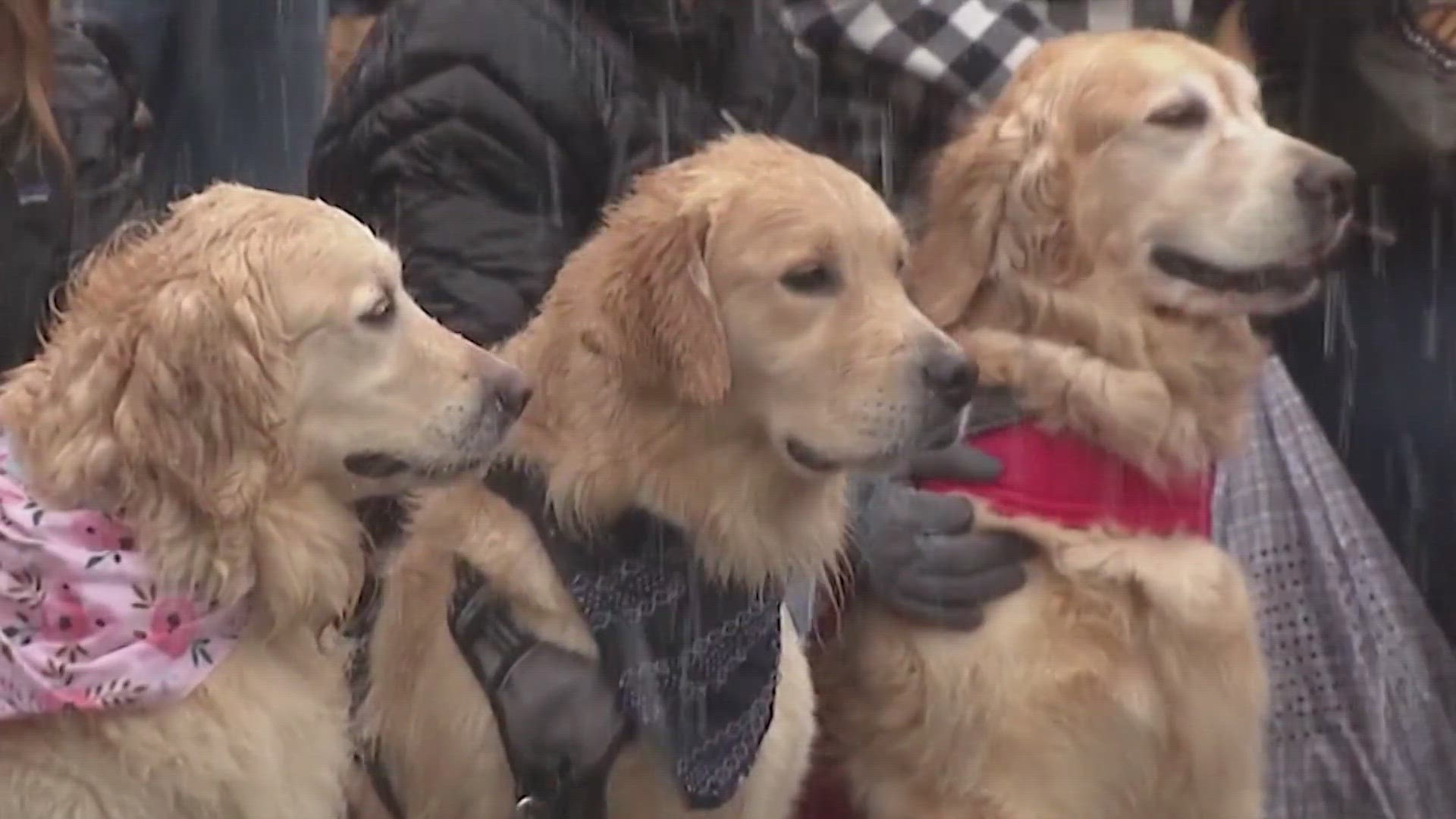 Thousands of golden retrievers get red carpet treatment in Golden Colorado