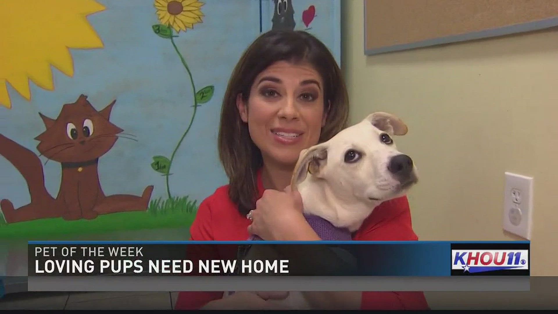 The Harris County Animal Shelter is hoping you can give some loving pups a new home.