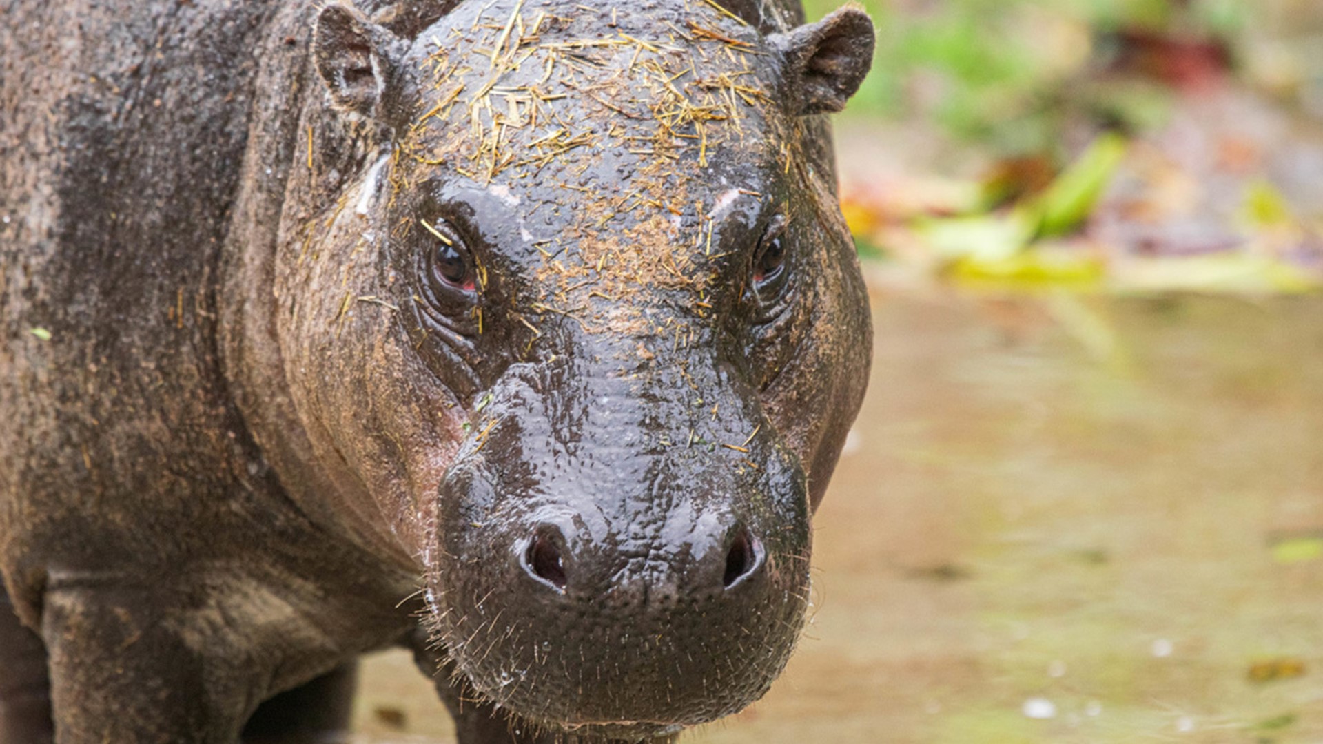 Houston Zoo welcomes pygmy hippo to the family! | Raw video 
