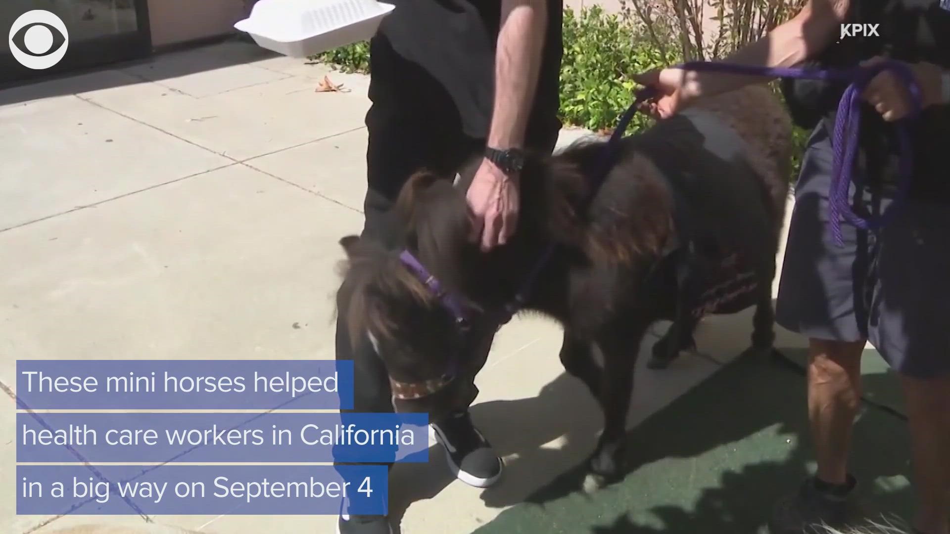 When health care workers at a California hospital needed a morale boost, they called in these mini horses