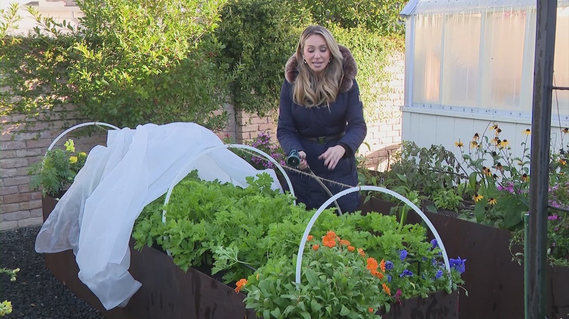 Arctic blast: How to protect your plants before the hard freeze | khou.com
