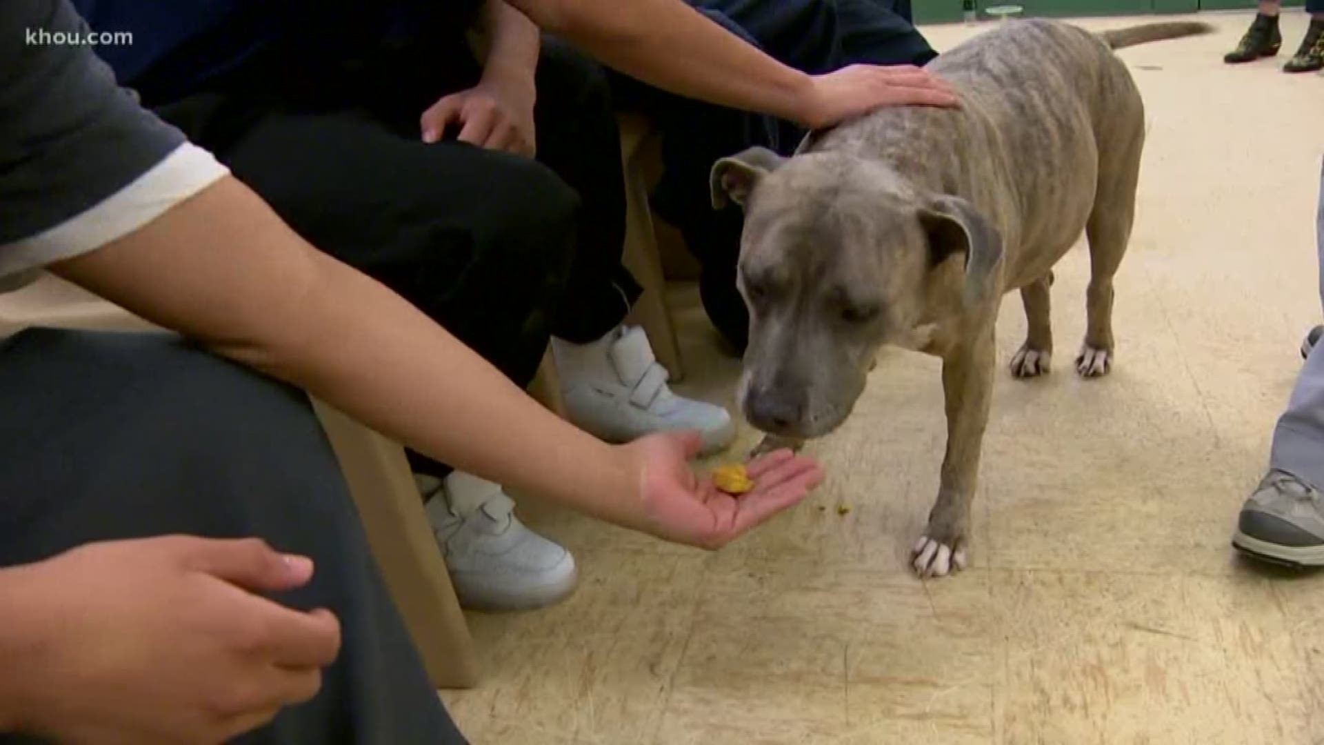 In this week's HTownTails, we're talking about second chances. It's something a group of teenagers are working hard for, and they're getting help from a rescue dog who's healing hearts one therapy session at a time.
