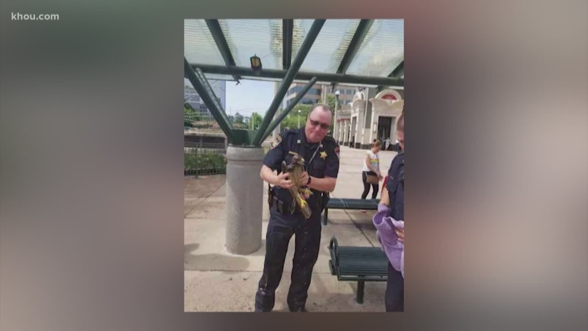 Montgomery County deputies came to the rescue of two hawks trapped in an elevator at The Woodlands Mall.