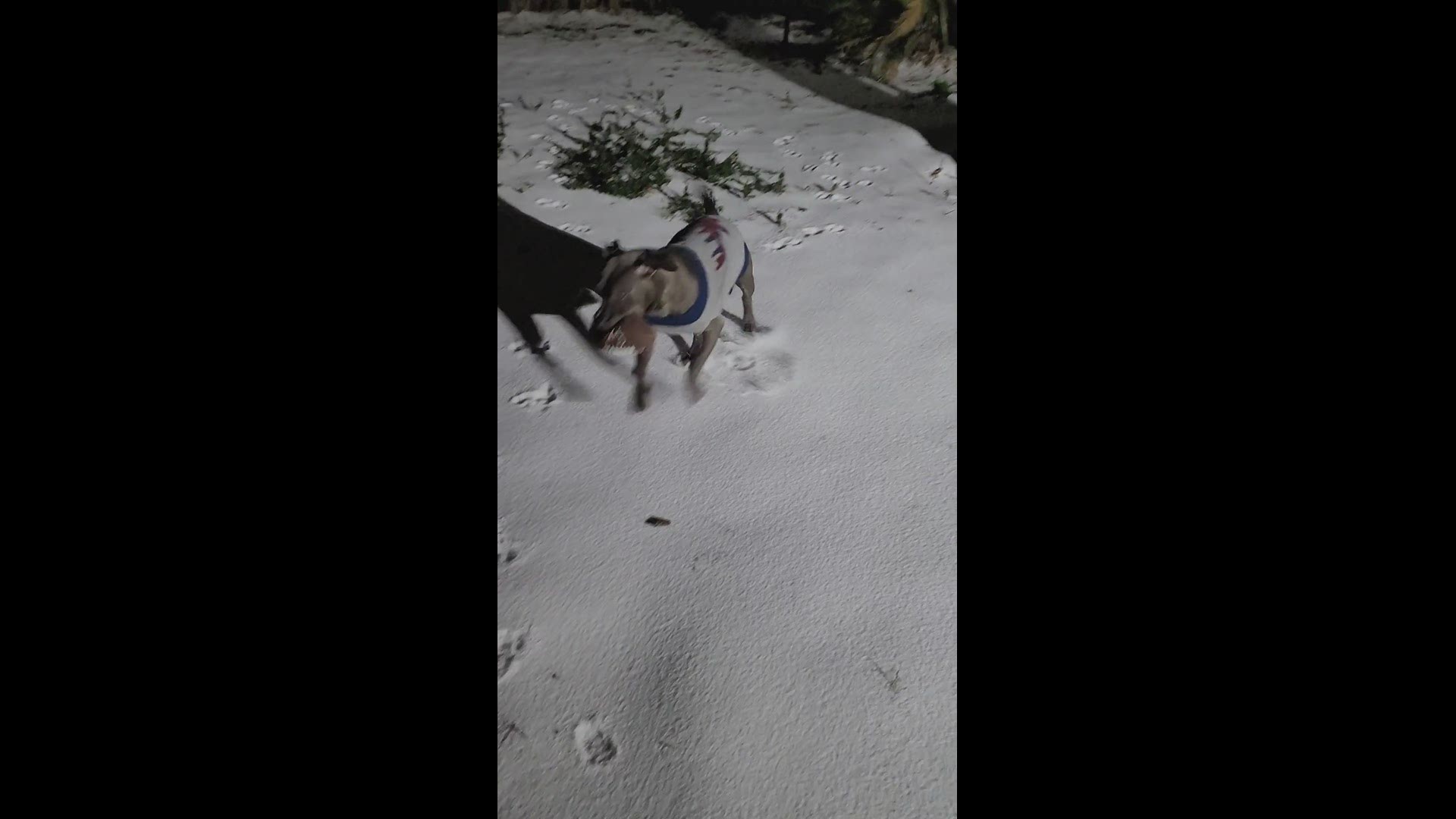 Spring resident Kristina Hernandez brings her puppy out for his first time playing in the snow!
Credit: Kristina Hernandez