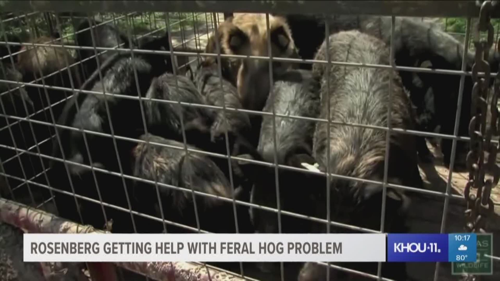 People in Rosenberg are fed up with the feral hogs in their neighborhood. They're digging up their yards and destroying expensive landscaping.