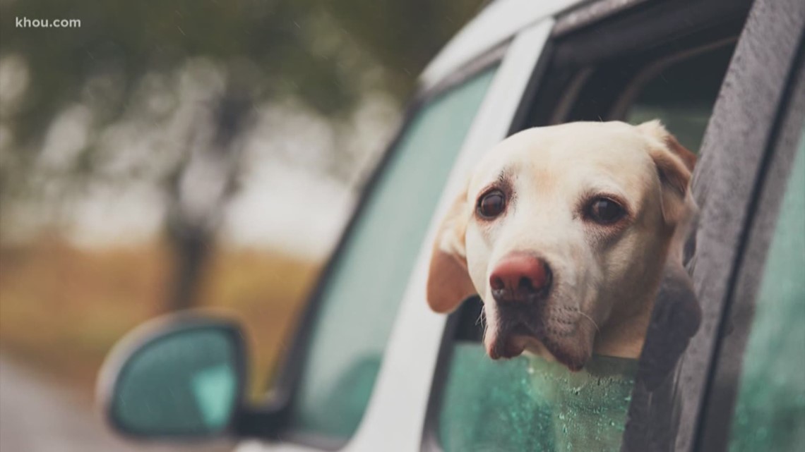 Can pets, animals get coronavirus?