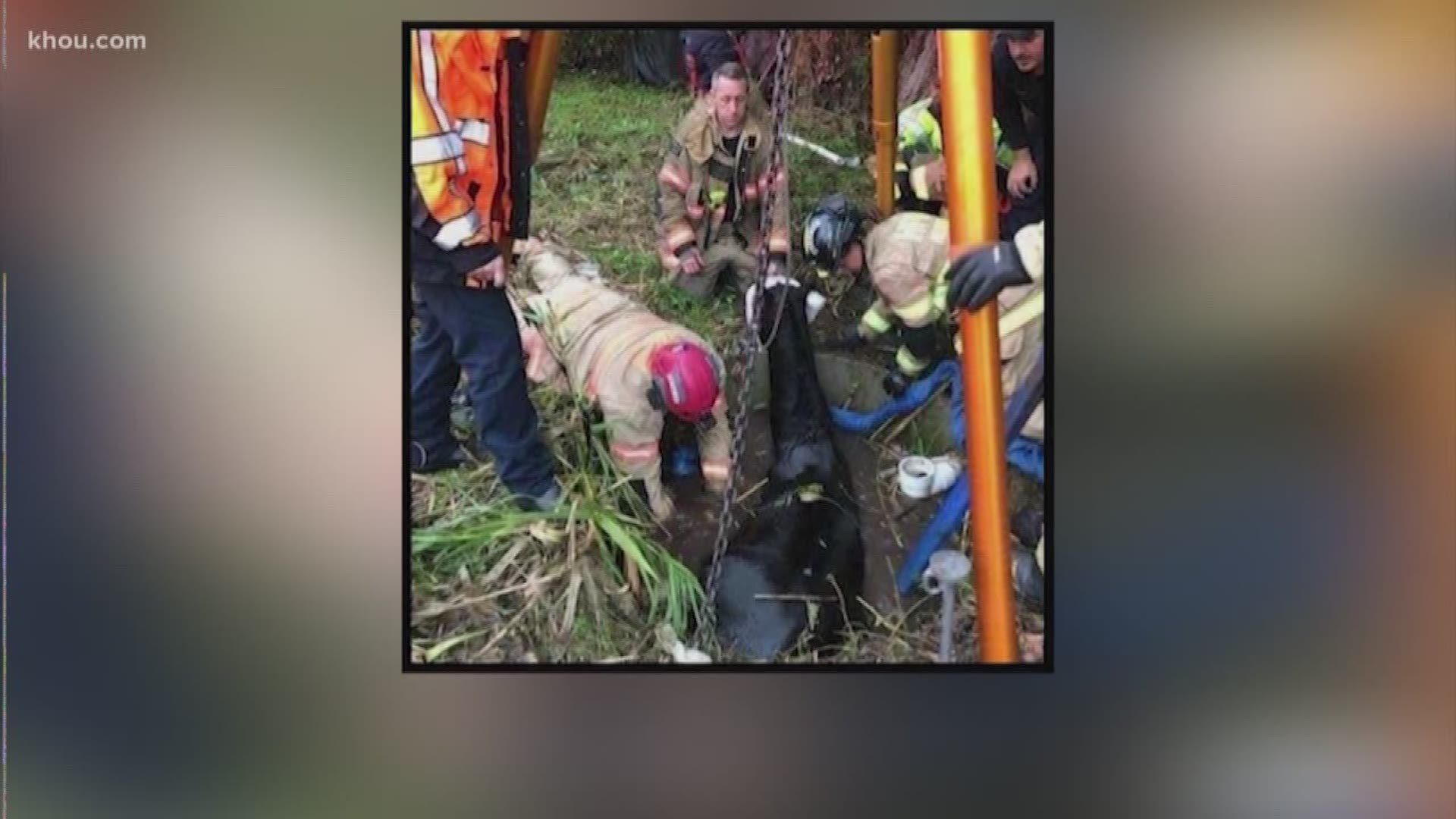 Houston firefighters had to pull a horse out of a sewer hole on Scott Street on Sunday.