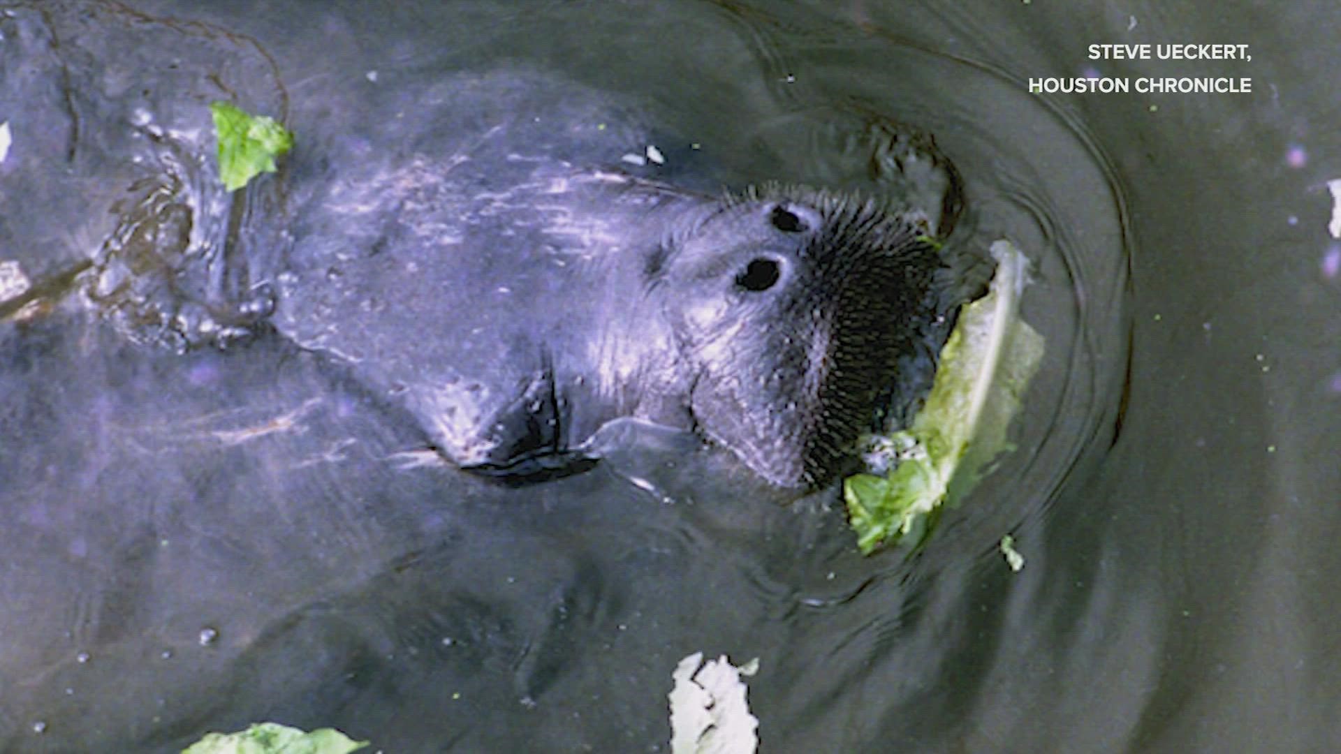 Alligators are pretty common. But otters, not so much. Even in 1995, somehow a manatee swam it’s way up Buffalo Bayou.