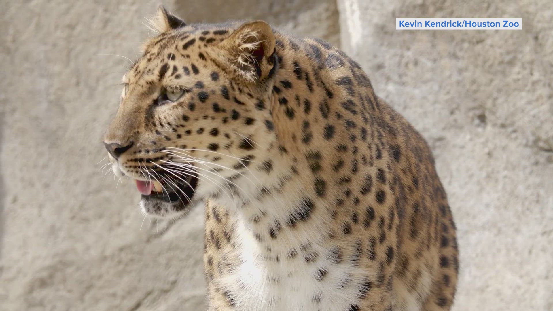 Lisa, the zoo's newest resident, is a 13-year-old Amur leopard.