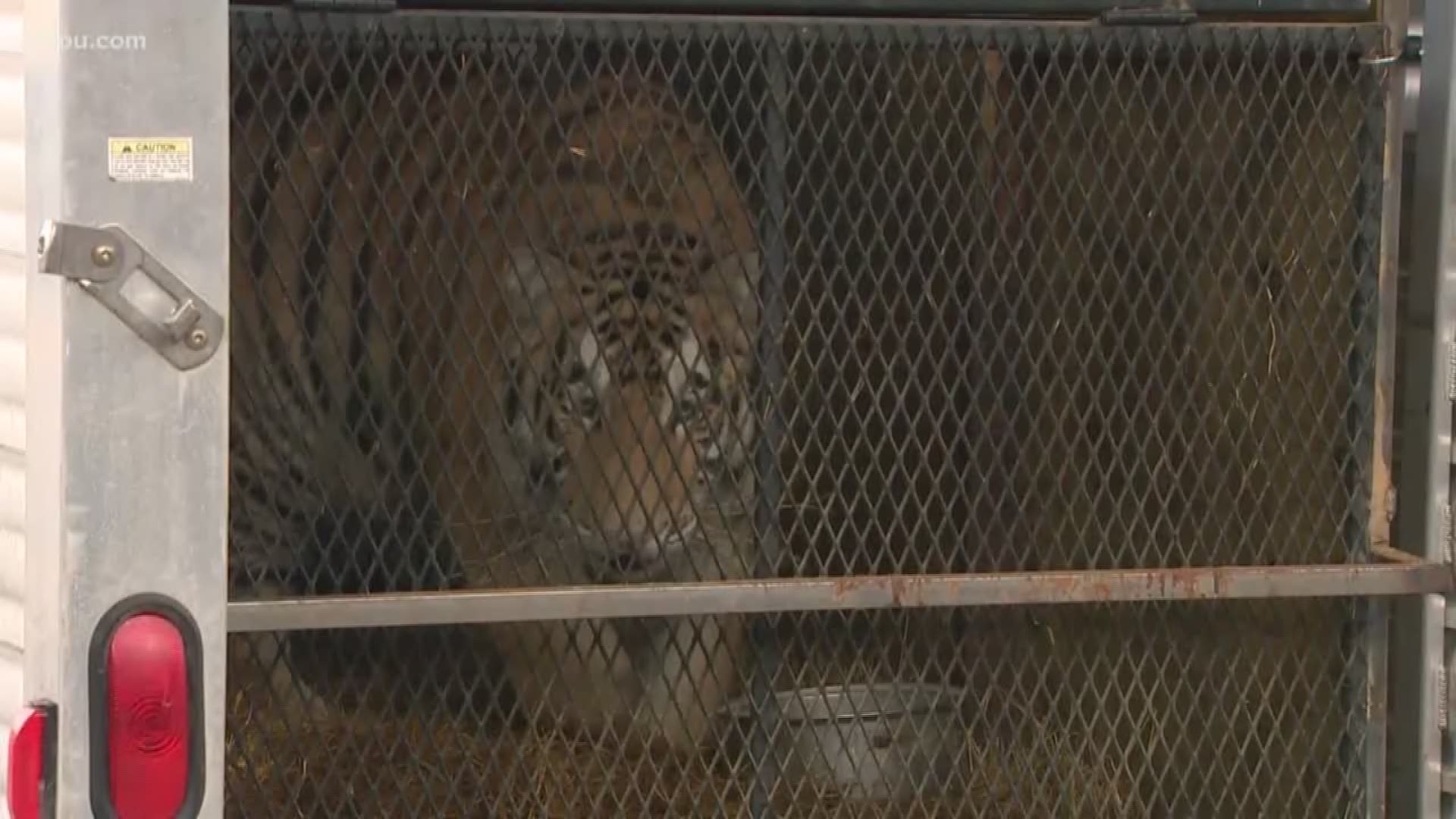 A full grown tiger was found inside of an abandoned Southeast Houston home and is on its way to a sanctuary. Plus, Cy-Fair ISD is looking to expand and the state's largest school district wants to make sure its schools are safe and secure.