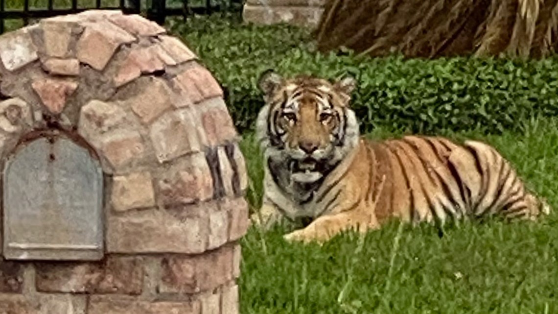 Tiger In Houston Neighborhood Man In Custody Tiger Not Found Khou Com