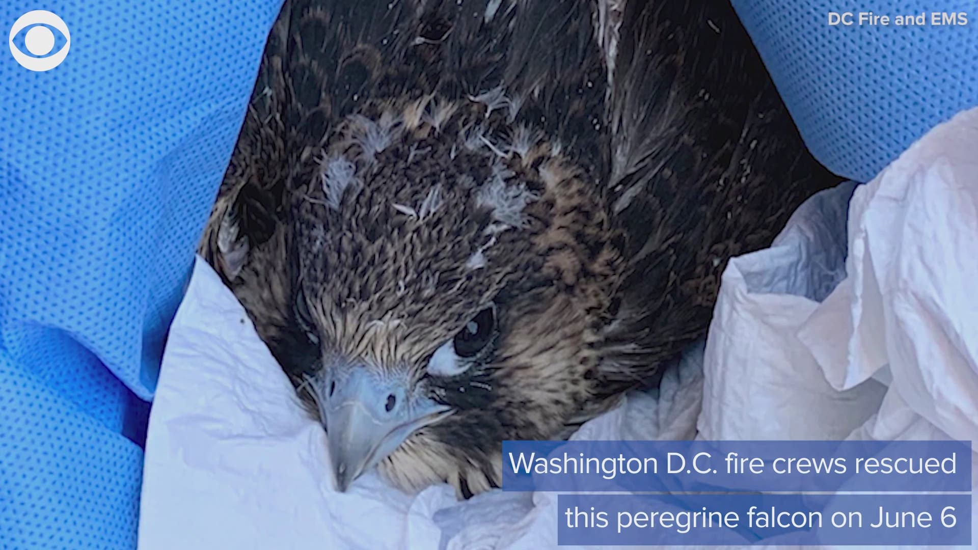 Washington D.C. fire crews were inspecting a bridge and found a falcon in the water that needed help. Take a look at the rescue.