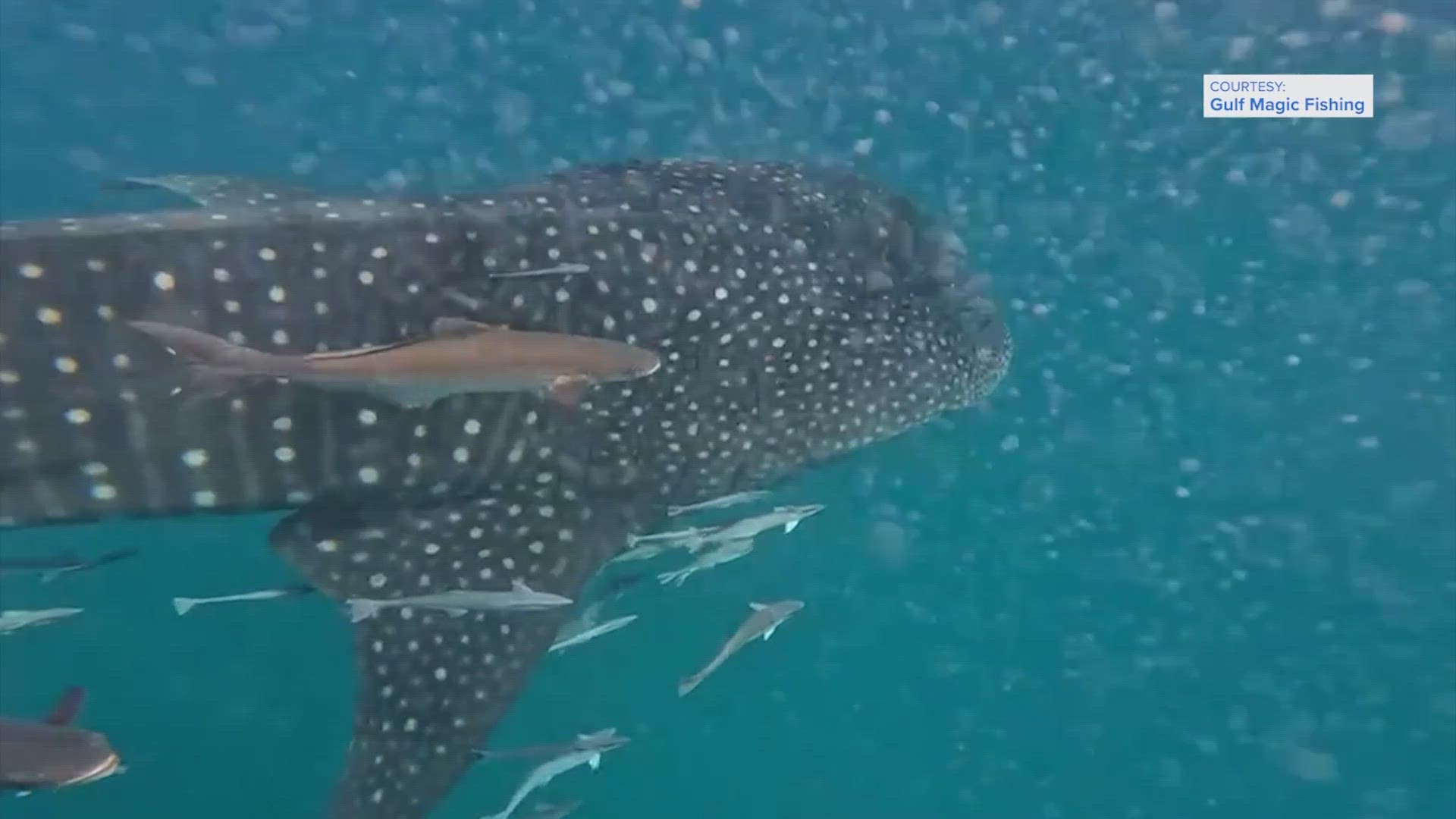 A whale shark, the biggest fish in the world, was recently spotted just 6 miles off the Texas coast.