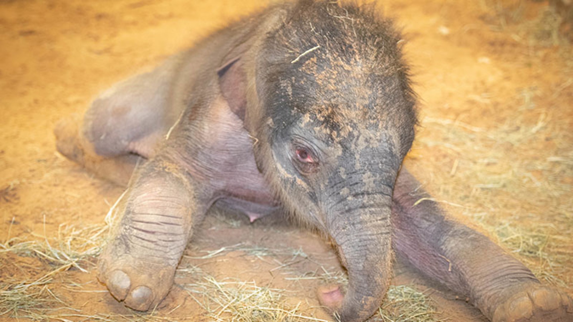 The Houston Zoo is celebrating the birth of a baby elephant that weighs a whopping 284 pounds. She's the first calf for 10-year-old Tupelo but mom is a natural.