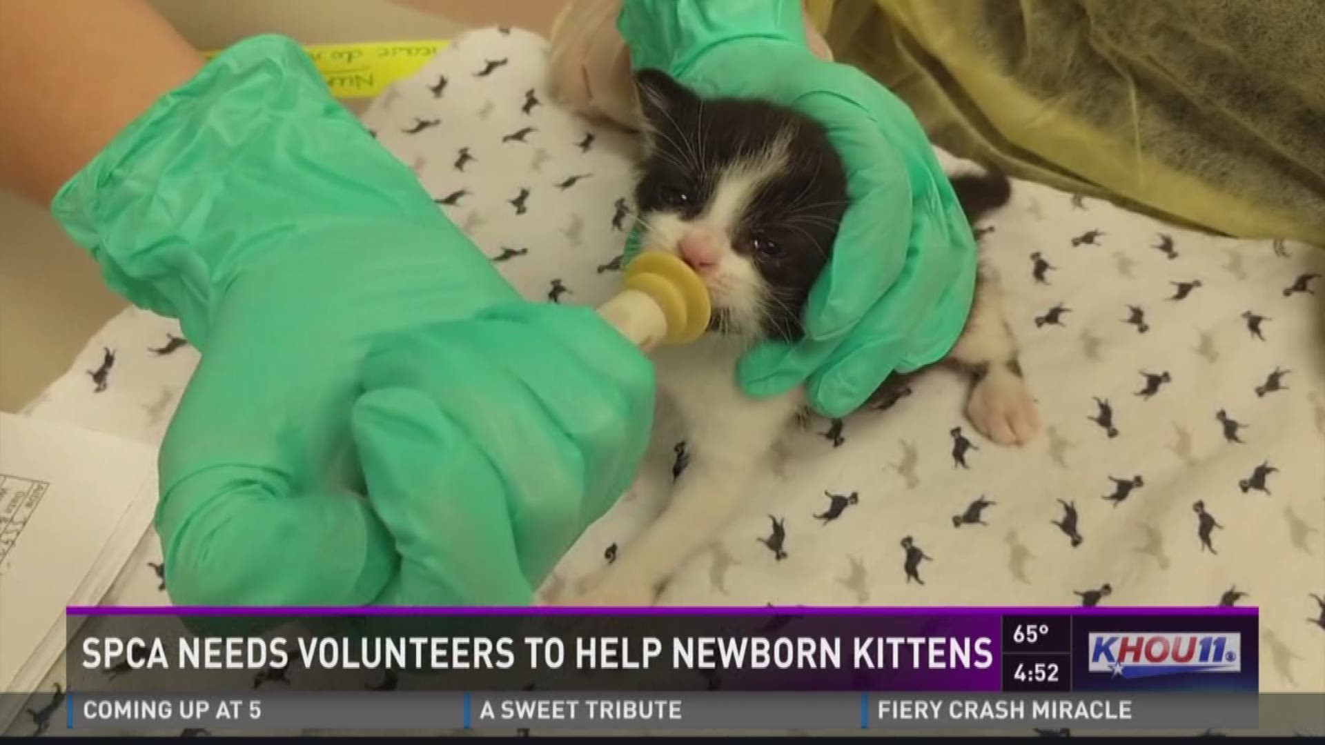 The Houston SPCA has received dozens of newborn kittens and are asking for the public's help in caring for the animals and adopting them. 