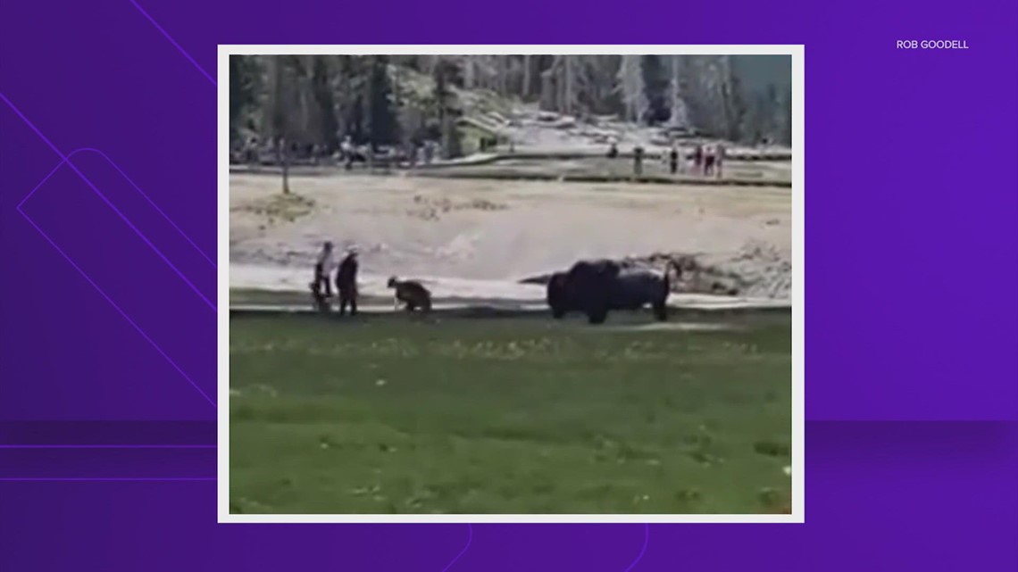Bison attack caught on camera at Yellowstone National Park