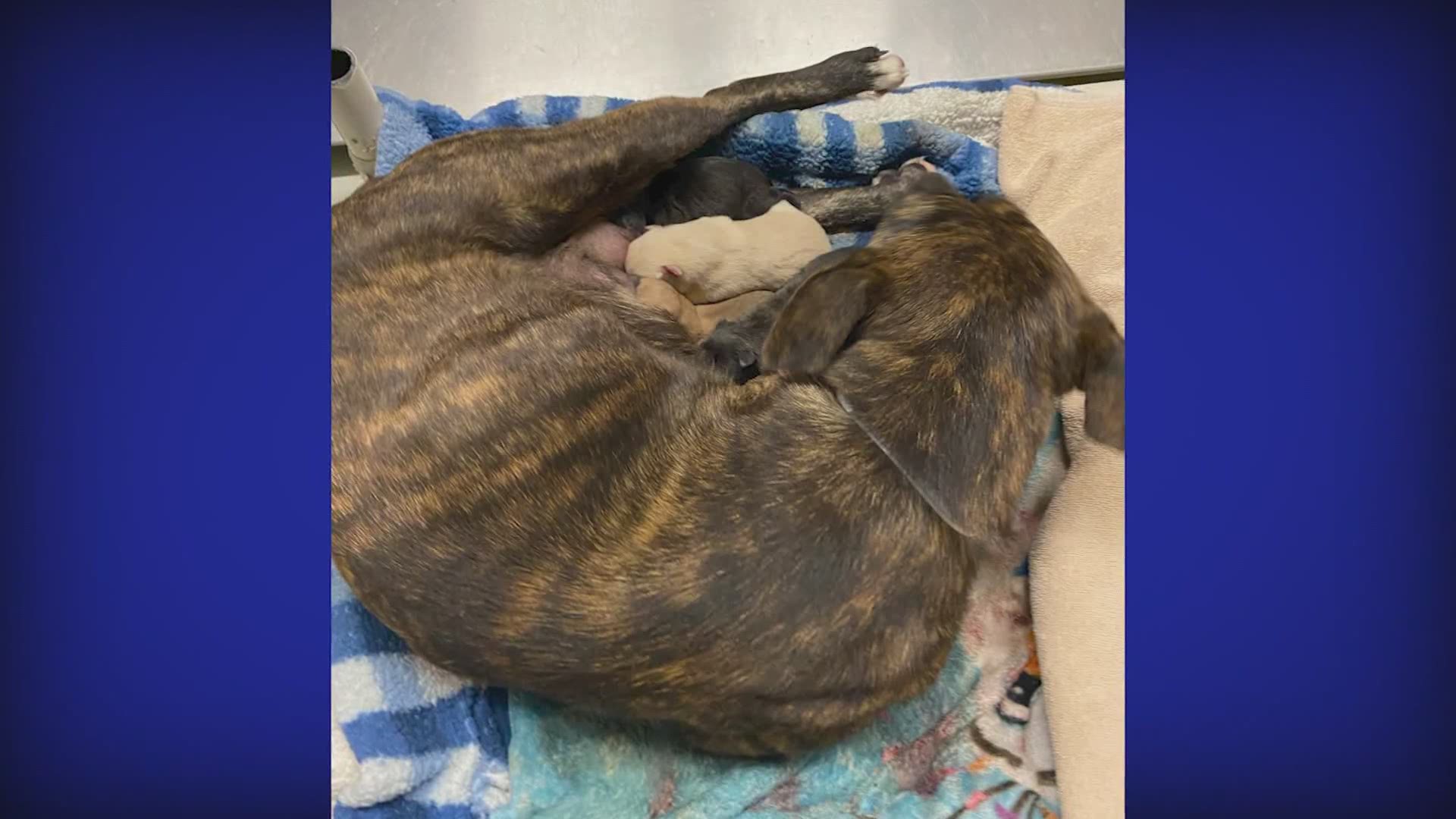 As temperatures dropped staff welcomed a new litter of puppies while other dogs got to enjoy their first time in the snow.