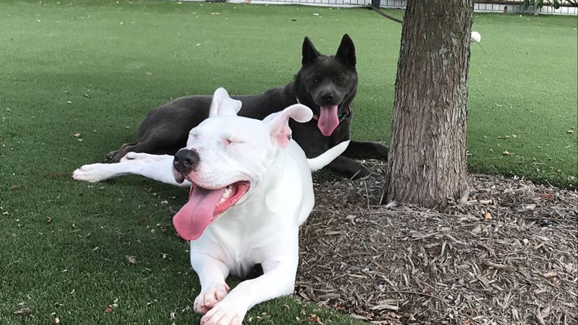 Whisper and Sassy were separated after being rescued from Louisiana in advance of Hurricane Sally, but they're together again thanks to the Houston SPCA.
