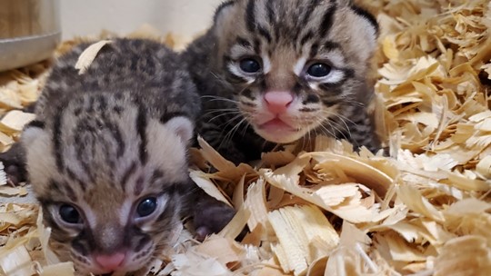 New ocelot cubs born at the Houston Zoo | khou.com