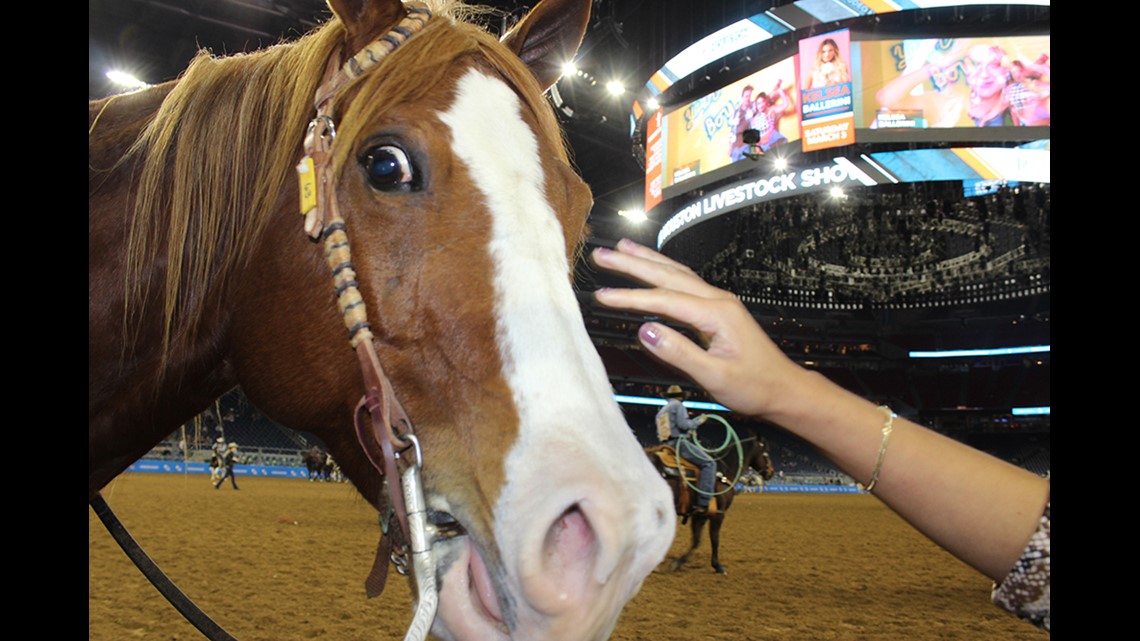 By the numbers: A look at the 2018 Houston Livestock Show and Rodeo ...