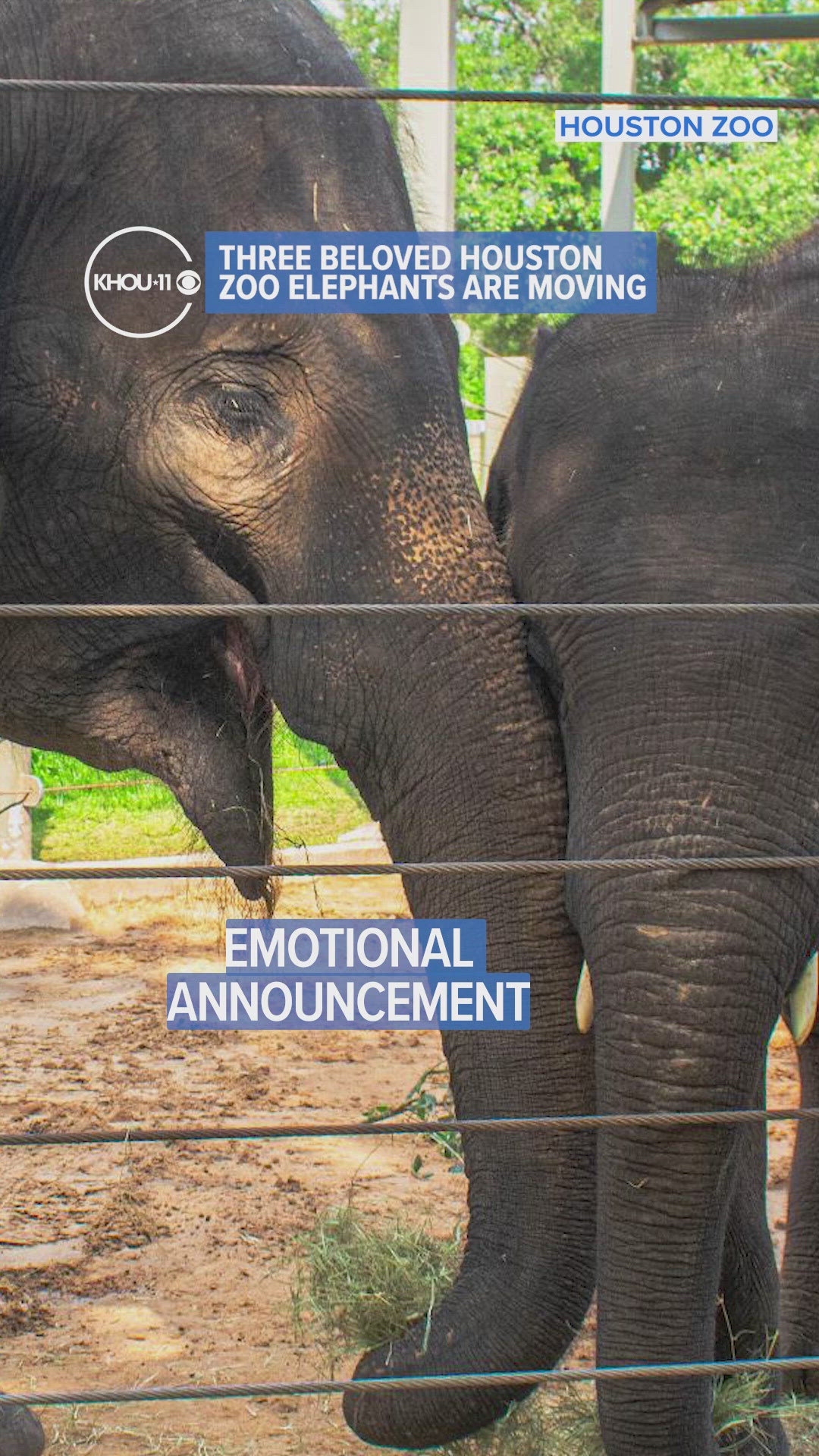 Elephant Live Map Three beloved Houston Zoo elephants are moving away | khou.com
