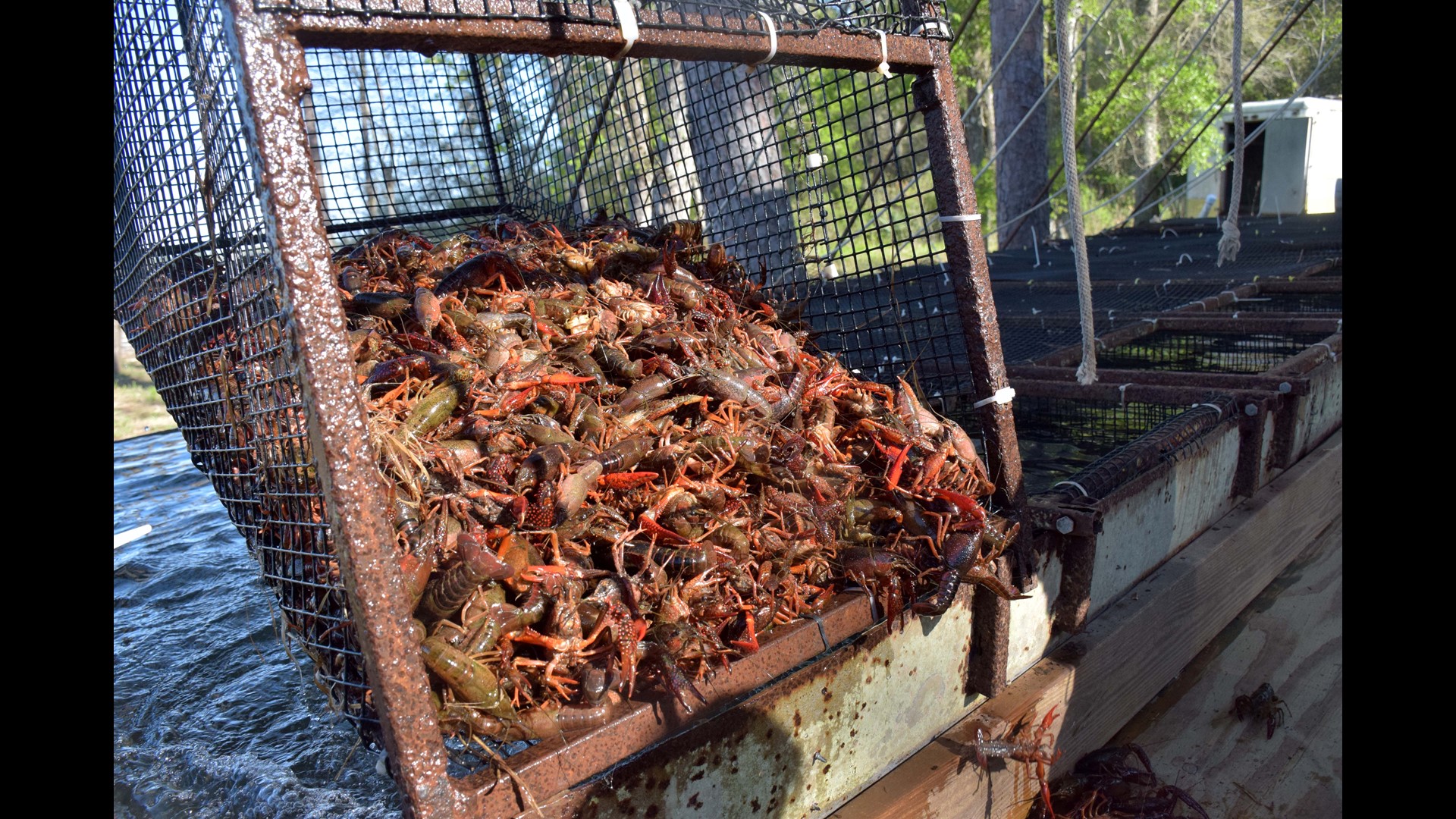 The Crawfish Farmers