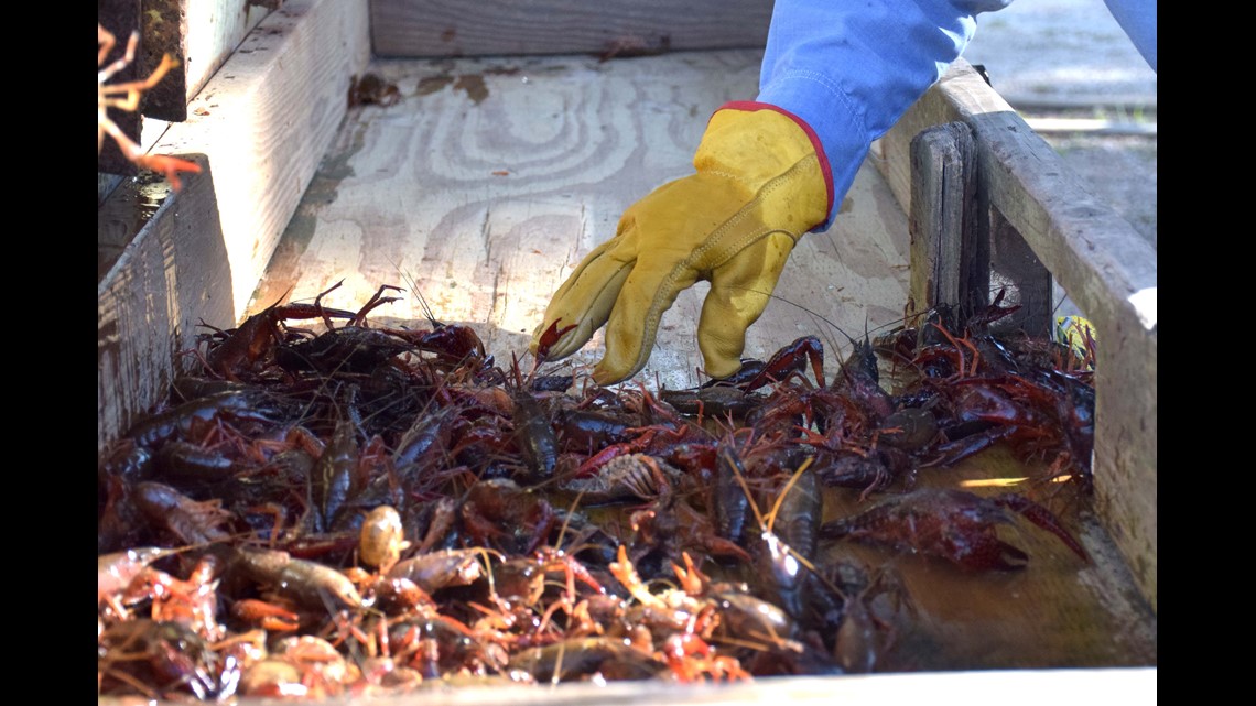 The Crawfish Farmers
