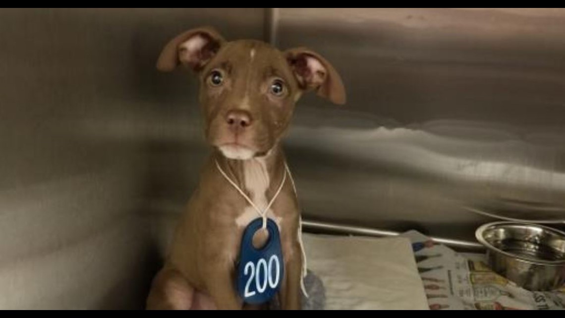 Photos Dogs & cats up for adoption at the Harris County Animal Shelter