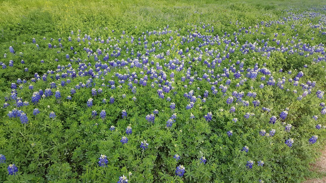 Viewer photos Spring wildflowers in Texas