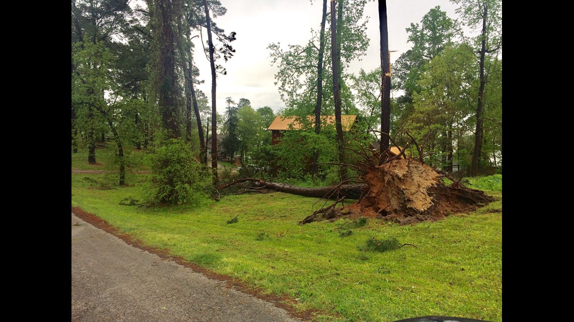 Man injured after large tree falls on van | khou.com