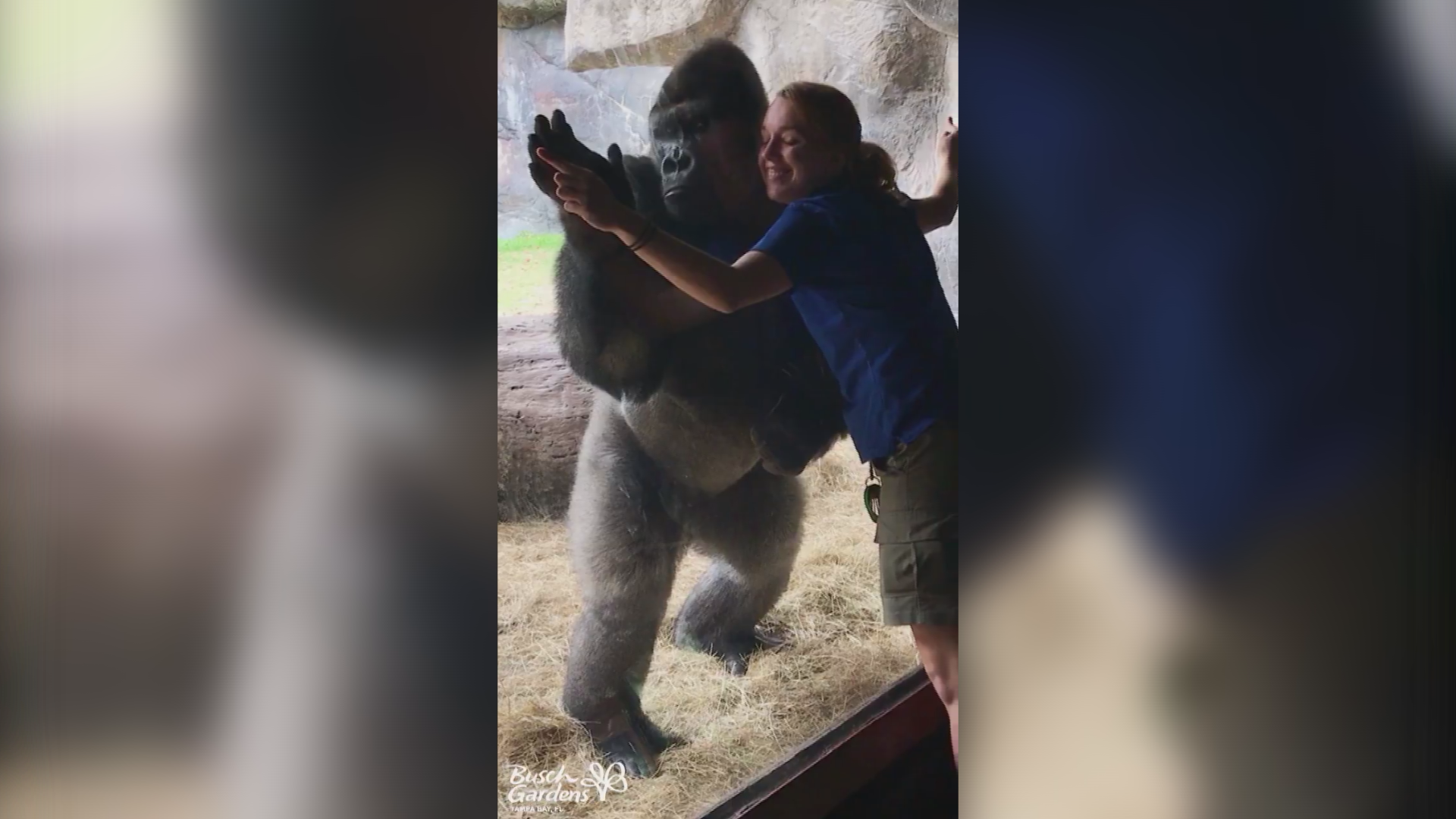 Gorilla see, gorilla do Bolingo mimics its specialist at Busch Gardens