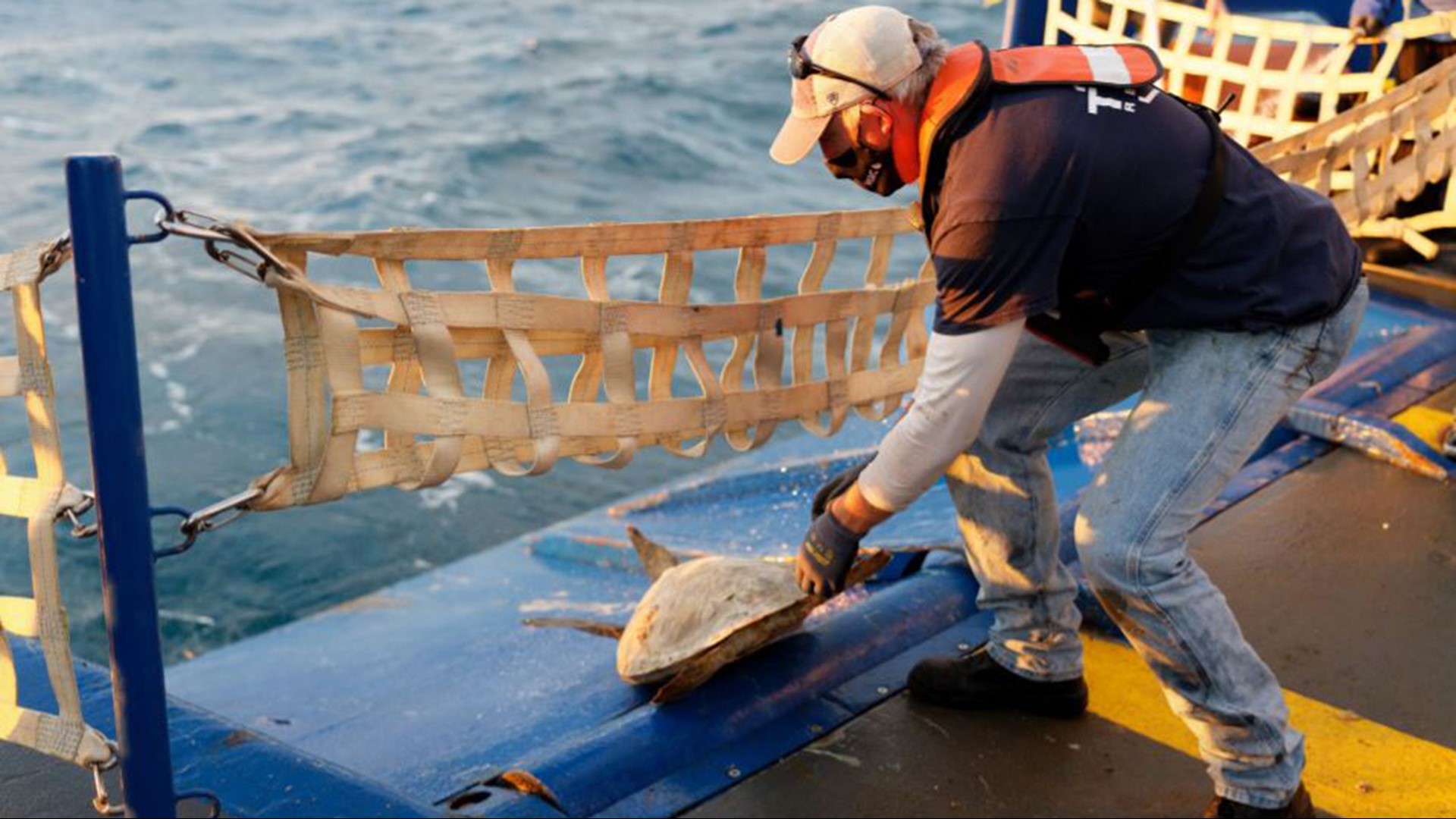 Rescued sea turtles released back into Gulf of Mexico | khou.com