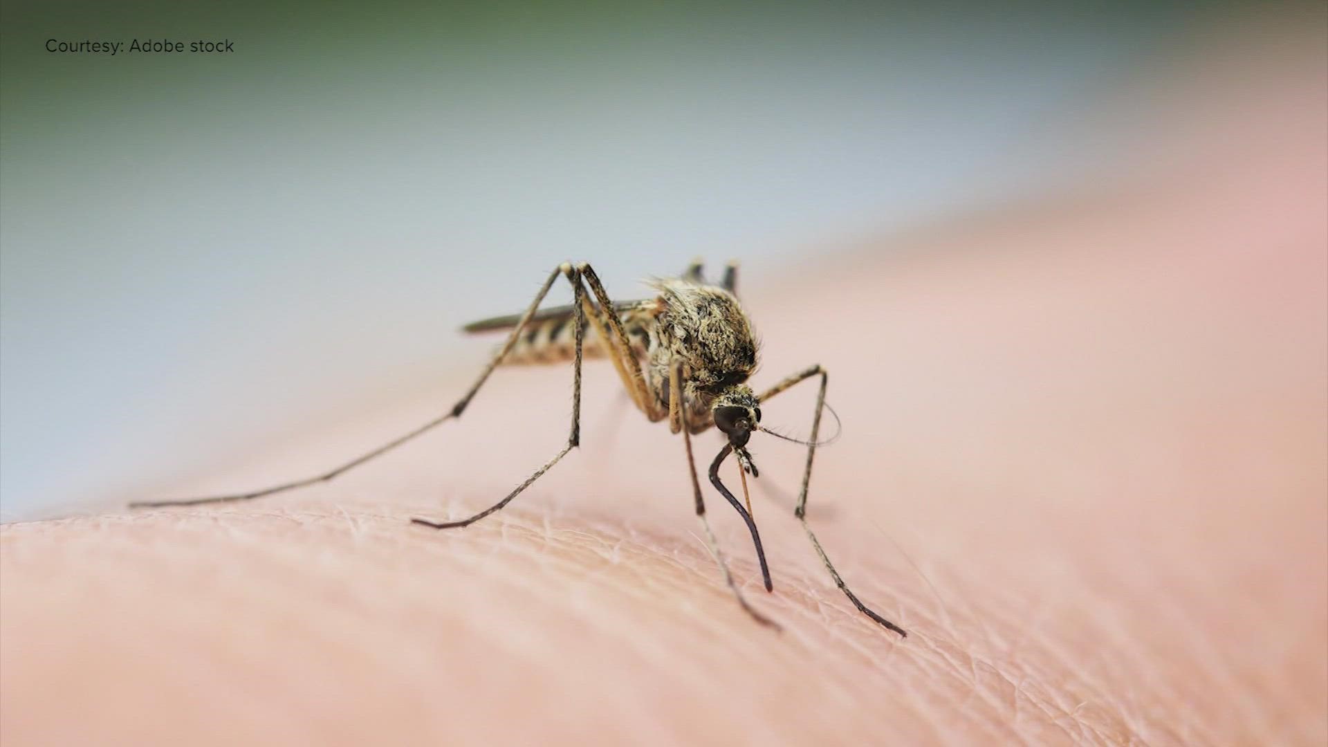 No one likes being bitten by mosquitoes. But a new study may show why they're so attracted to humans.