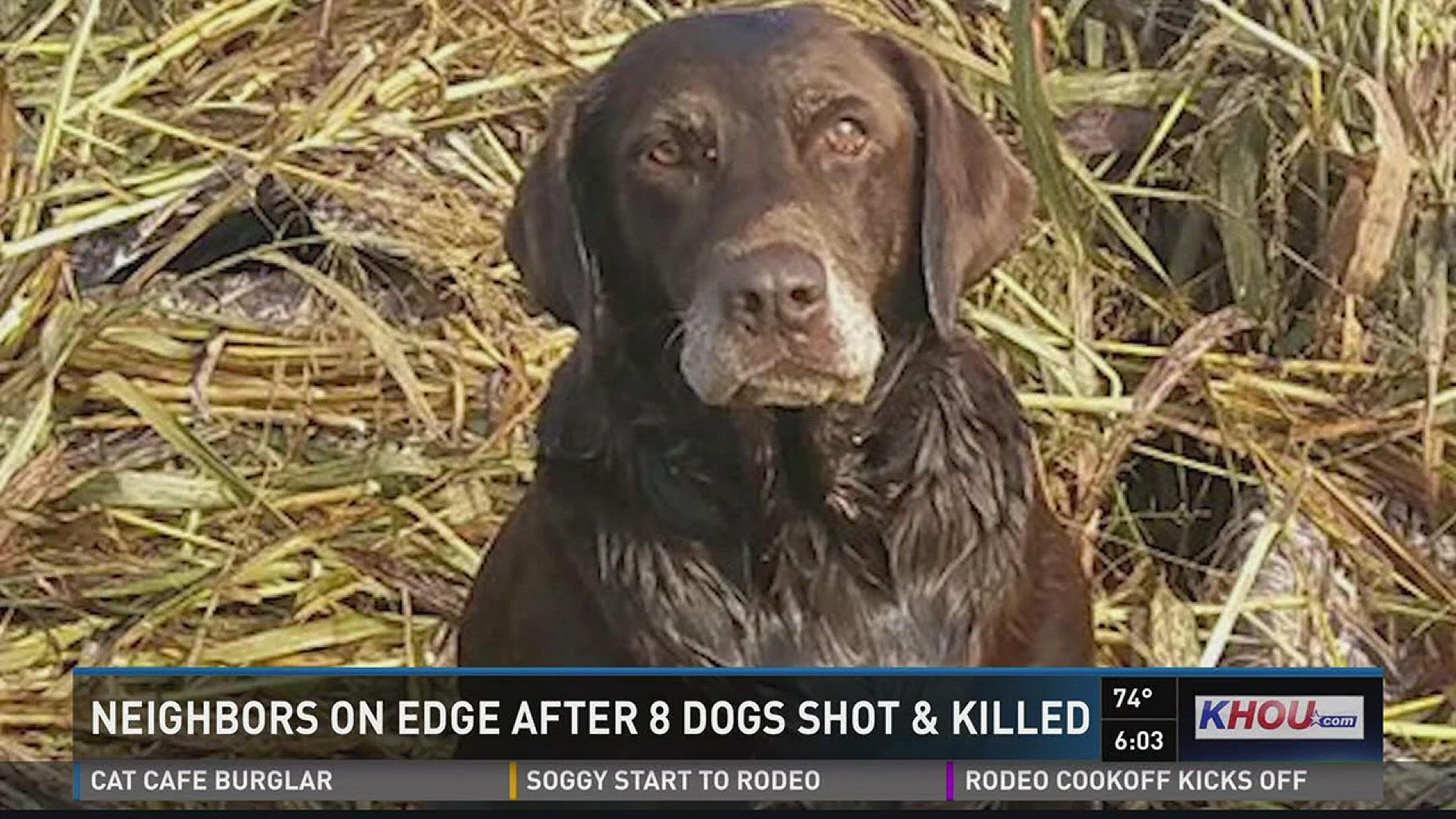 A dog killer has neighbors in the Deer Trails community of Conroe living on edge.
