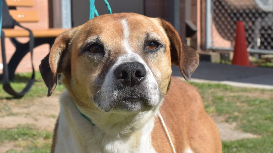 Harris County Animal Shelter celebrating National Adopt a Shelter Pet ...