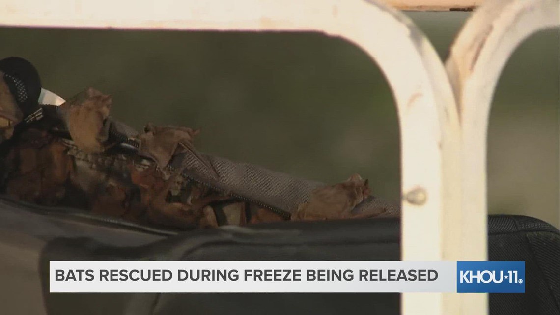 Bats rescued during Houston freeze released from Waugh Drive bridge