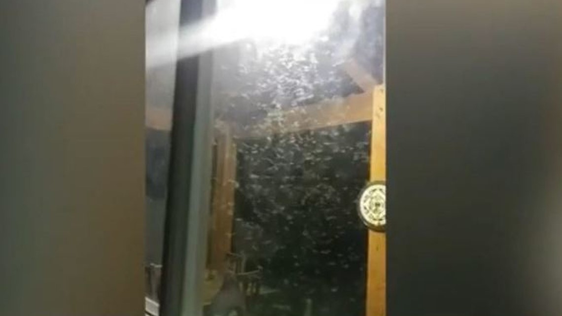 Aggressive termites invading the Houston area