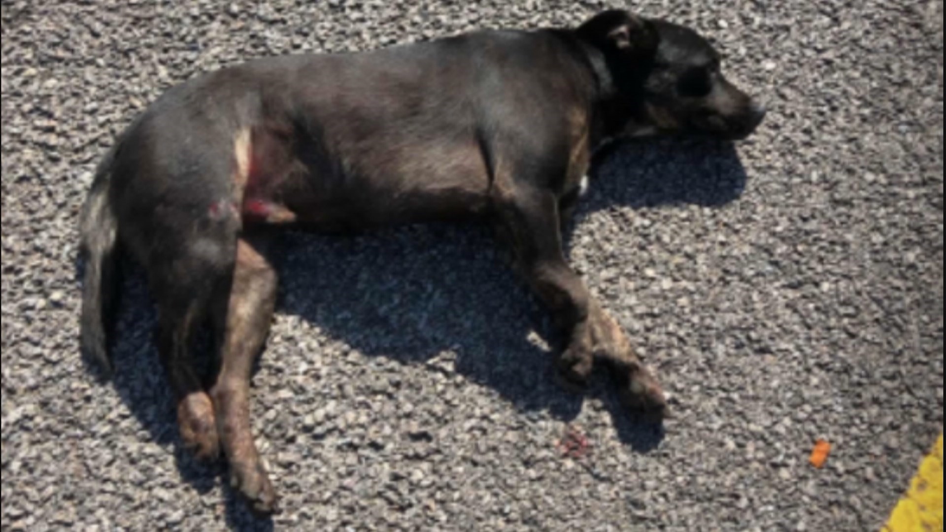 Dallas officers save dog’s life after it was hit by car | khou.com