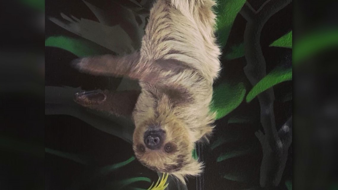 The San Antonio Aquarium has an adorable new sloth