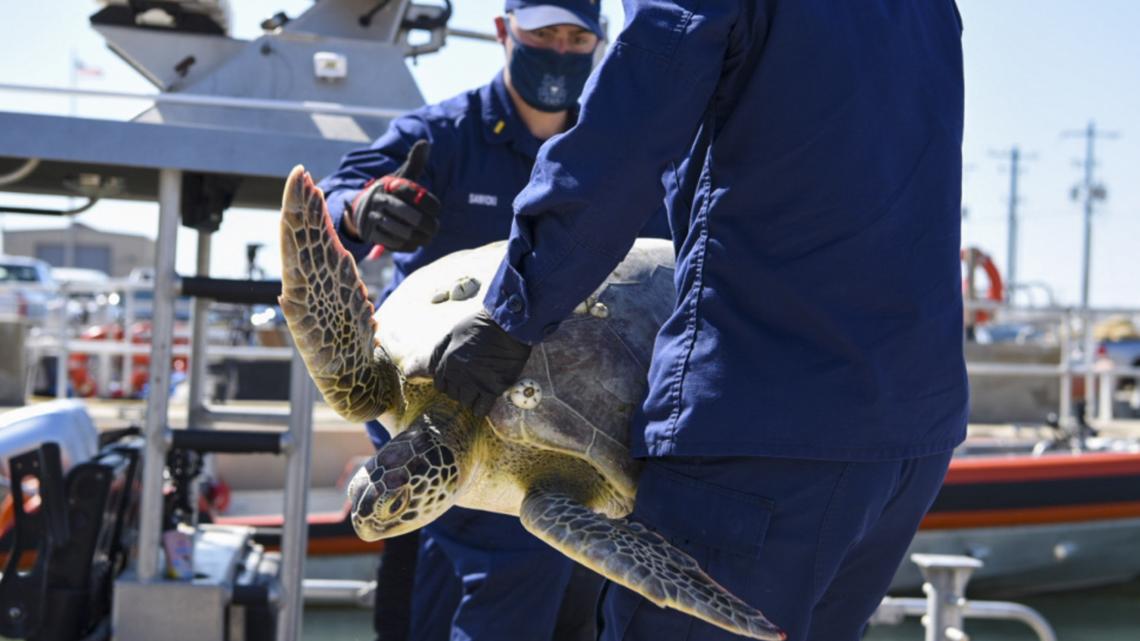 Rescued sea turtles released back into Gulf of Mexico | khou.com